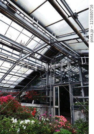 Interior of an industrial-style greenhouse with metal structures and glass panels, filled with blooming flowers and lush greenery, old botanical garden 123880716