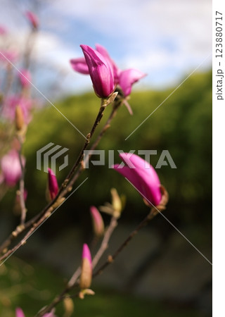 Close-up of an isolated pink unopened magnolia liliiflora flower on a branch against a background of green bush and blue sky with clouds in the spring garden Close-up of an isolated pink unopened magnolia liliiflora flower on a branch against a background of green bush and blue sky with clouds in the spring garden 123880717