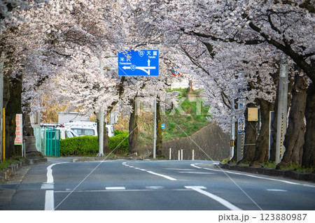 桜のトンネルを走る馬見ヶ崎さくらライン 桜のトンネルを走る馬見ヶ崎さくらライン 123880987