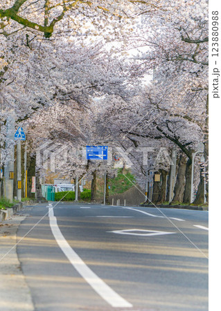 桜のトンネルを走る馬見ヶ崎さくらライン 桜のトンネルを走る馬見ヶ崎さくらライン 123880988