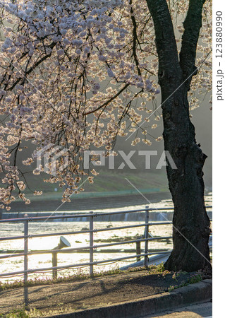 桜のトンネルを走る馬見ヶ崎さくらライン 123880990