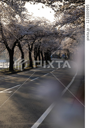 桜のトンネルを走る馬見ヶ崎さくらライン 桜のトンネルを走る馬見ヶ崎さくらライン 123880995