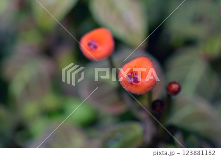 ペアルケア・ヒポキルティフローラ ペアルケア・ヒポキルティフローラ 123881182