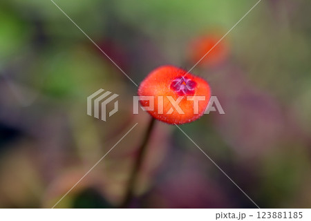 ペアルケア・ヒポキルティフローラ 123881185