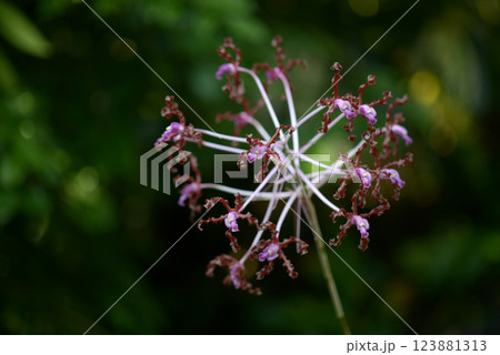 レリア・ウンデュラタ　ランの花 123881313