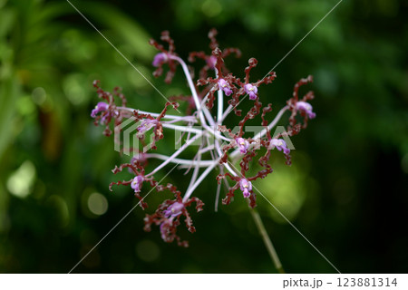 レリア・ウンデュラタ　ランの花 123881314