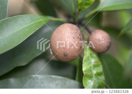 サポジラ 123881326