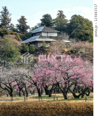 満開の梅が咲き誇る偕楽園 満開の梅が咲き誇る偕楽園 123881517