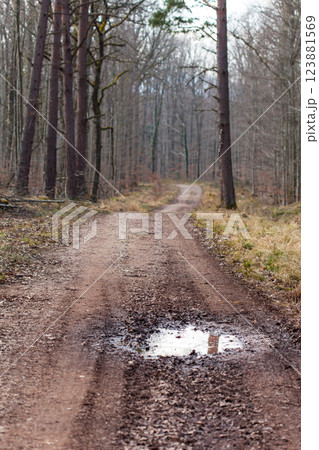 Springtime in forest with sand road and puddle Springtime in forest with sand road and puddle 123881569