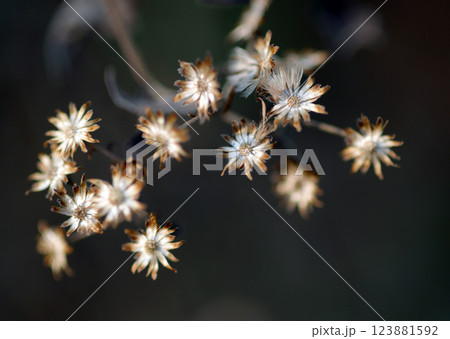 シロヨメナ 123881592