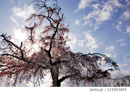 青空に映える枝垂れ桜／祇園しだれ桜 123881665