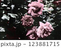 スマホ待ち受け用　バラ／薔薇 123881715