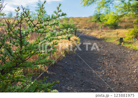鉢伏山登山道の風景【美ヶ原高原ロングトレイル】 鉢伏山登山道の風景【美ヶ原高原ロングトレイル】 123881975
