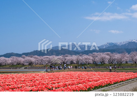 春満開のあさひ舟川 舟川べり桜並木と赤いチューリップ 123882219