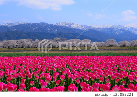 春満開のあさひ舟川 舟川べり桜並木と赤い 春満開のあさひ舟川 舟川べり桜並木と赤い 123882221
