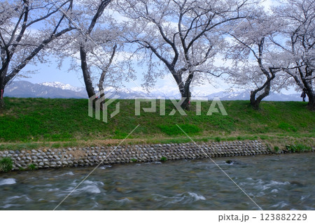 春満開のあさひ舟川 舟川べり桜並木 春満開のあさひ舟川 舟川べり桜並木 123882229