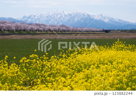 春満開のあさひ舟川 舟川べり桜並木と黄色い菜の花 123882244