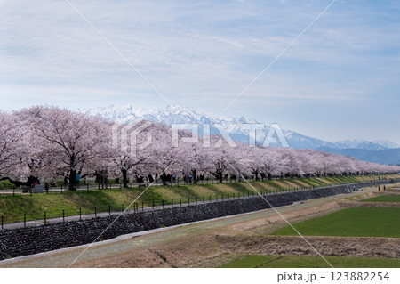 春満開のあさひ舟川 舟川べり桜並木 春満開のあさひ舟川 舟川べり桜並木 123882254