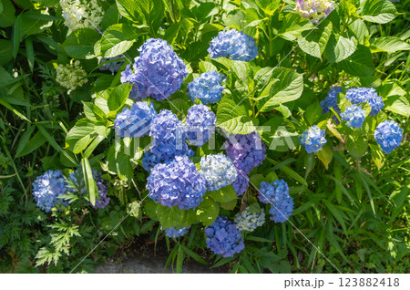 初夏の華やかなアジサイ 123882418