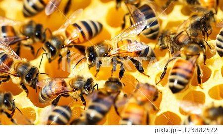 Bees and cocoons with pollen in honeycombs, beekeeping concept 123882522