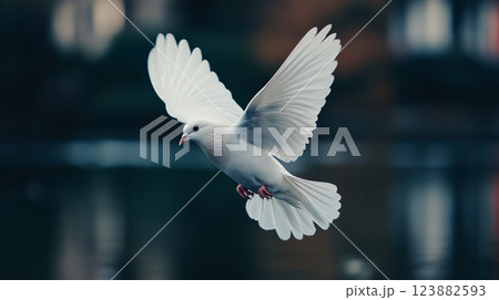 White dove in flight 123882593