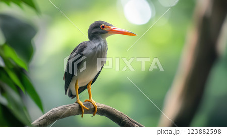 Boat-billed heron bird on tree branch in forest 123882598