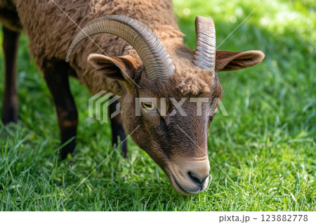 Ram in green pasture 123882778