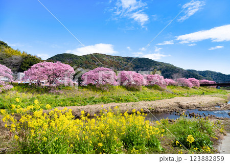 静岡県賀茂郡南伊豆町　青野川沿いの河津桜 123882859