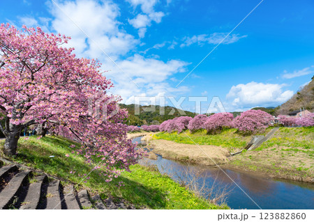 静岡県賀茂郡南伊豆町　青野川沿いの河津桜 123882860