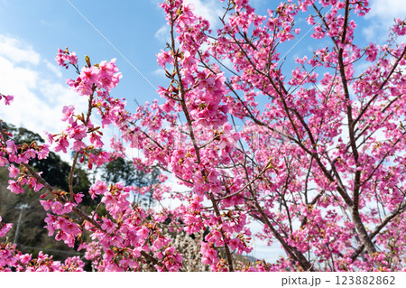静岡県賀茂郡南伊豆町 青野川沿いの河津桜 静岡県賀茂郡南伊豆町 青野川沿いの河津桜 123882862