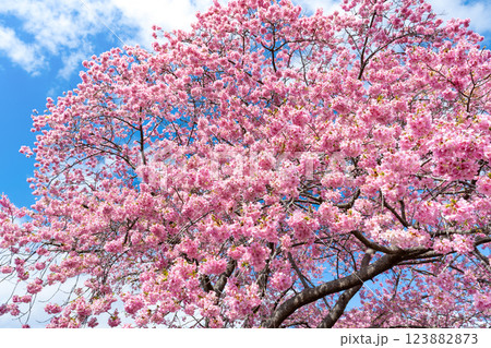 静岡県賀茂郡南伊豆町 青野川沿いの河津桜 静岡県賀茂郡南伊豆町 青野川沿いの河津桜 123882873
