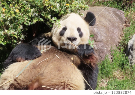 ジャイアントパンダ 123882874