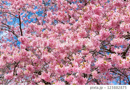 静岡県賀茂郡南伊豆町 青野川沿いの河津桜 静岡県賀茂郡南伊豆町 青野川沿いの河津桜 123882875