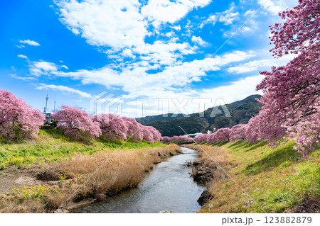 静岡県賀茂郡南伊豆町　青野川沿いの河津桜 123882879
