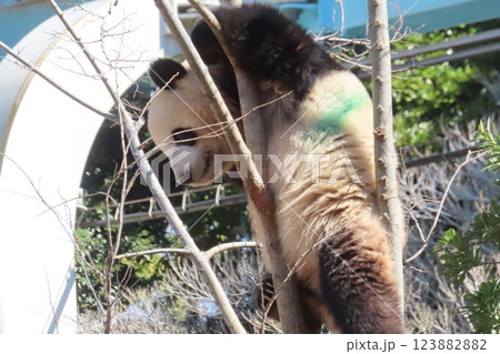 ジャイアントパンダ 123882882