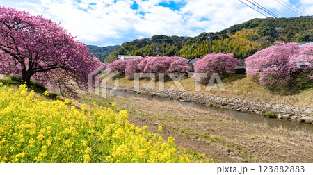 静岡県賀茂郡南伊豆町　青野川沿いの河津桜 123882883
