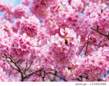 静岡県賀茂郡南伊豆町　青野川沿いの河津桜 123882886