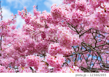静岡県賀茂郡南伊豆町　青野川沿いの河津桜 123882893