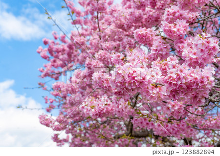 静岡県賀茂郡南伊豆町　青野川沿いの河津桜 123882894