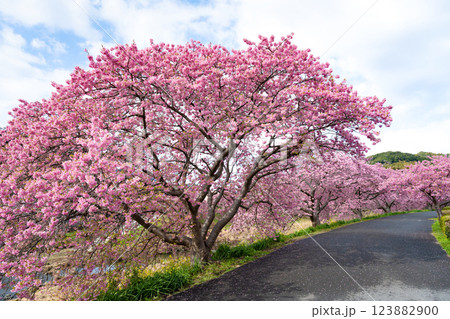 静岡県賀茂郡南伊豆町　青野川沿いの河津桜 123882900