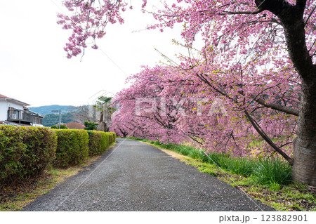 静岡県賀茂郡南伊豆町　青野川沿いの河津桜 123882901