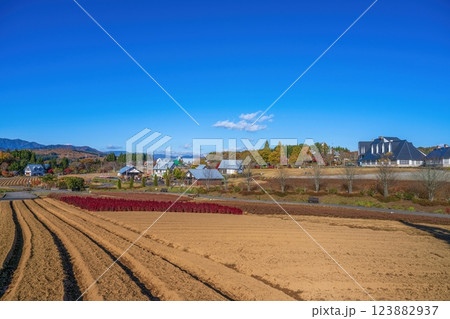 青空バックに見る晩秋の公園の情景 123882937