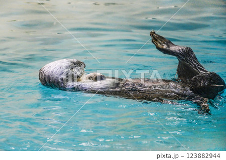 三重県、鳥羽水族館のラッコ(2021年) 三重県、鳥羽水族館のラッコ(2021年) 123882944