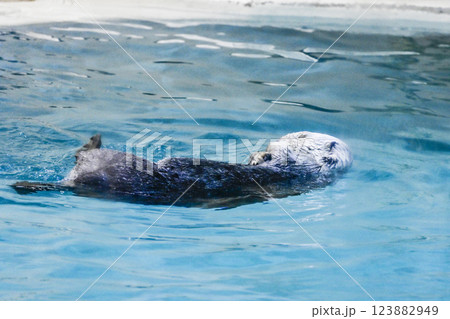 三重県、鳥羽水族館のラッコ(2021年) 三重県、鳥羽水族館のラッコ(2021年) 123882949