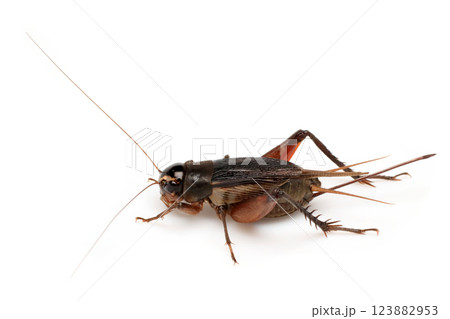 エンマコオロギ エンマコオロギ 123882953