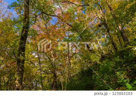 秋の世界遺産白神山地　紅葉の十二湖　ブナ林 123883103
