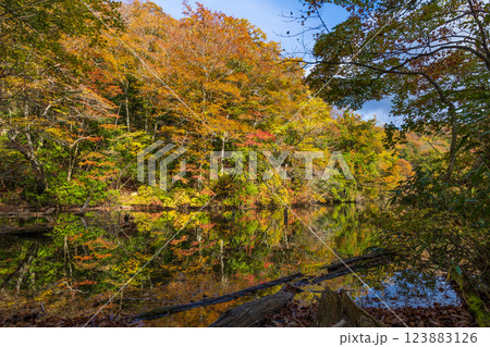 秋の世界遺産白神山地　紅葉の十二湖　落口の池 123883126