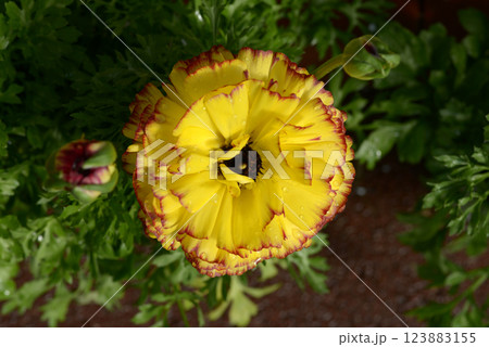 ラナンキュラス ラナンキュラス 123883155