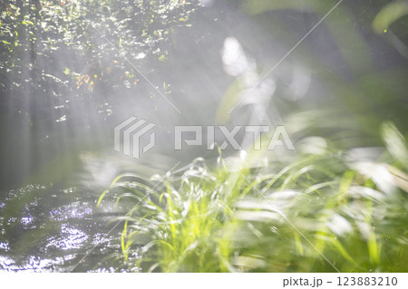 森の清流に光芒が差し込む風景　大山木谷沢渓流 123883210