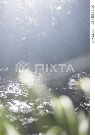 森の清流に光芒が差し込む風景　大山木谷沢渓流 123883216